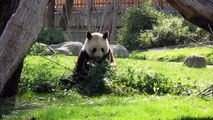 Oso panda  -  Zoo de Madrid