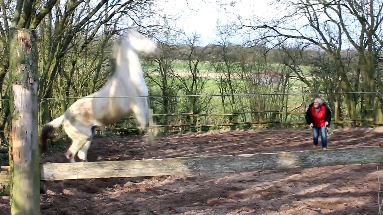 Mit Pferden sein - Grundkurs