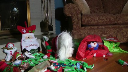 Santa Paws Christmas Time Fun