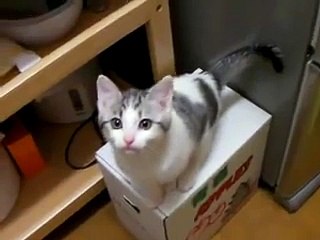 台所でエサをねだる［猫のミュー］