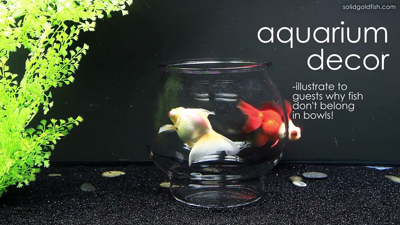 12 Uses for a Fish Bowl