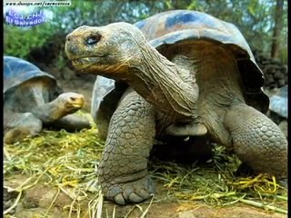 El hipopotamo OWEN Una historia de amor solidario