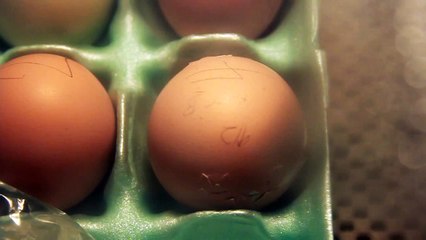 Chicken egg hatching