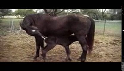 Newborn Filly Meeting Other Horses