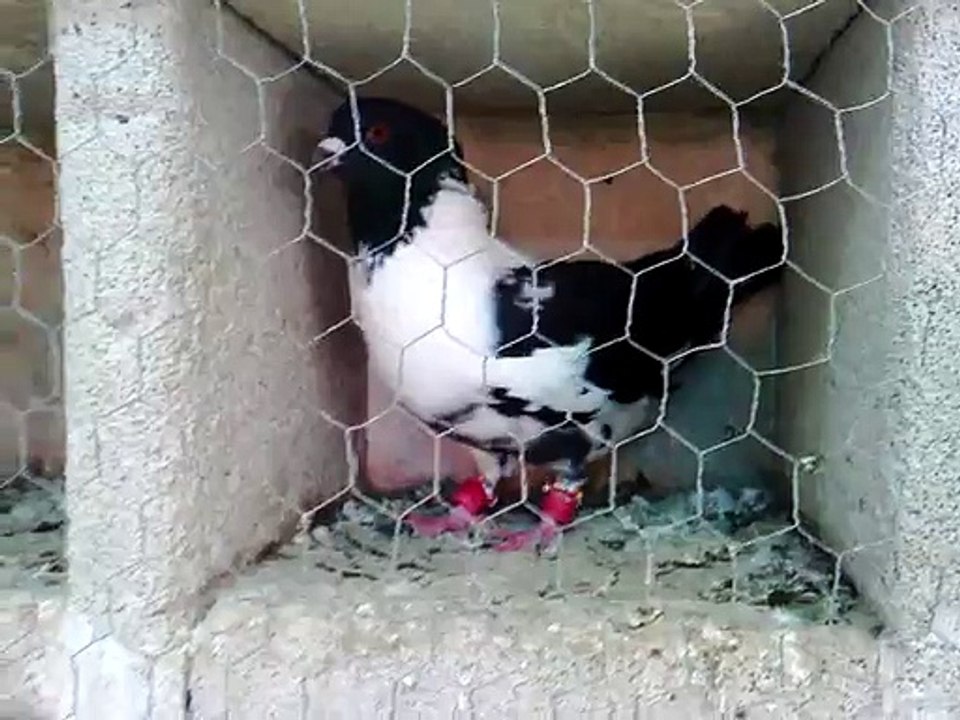 Karabaş Filo Güvercini
