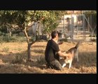 Siberian Huskies In Spain