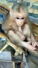 Ce que fait ce Singe est vraiment Bluffant