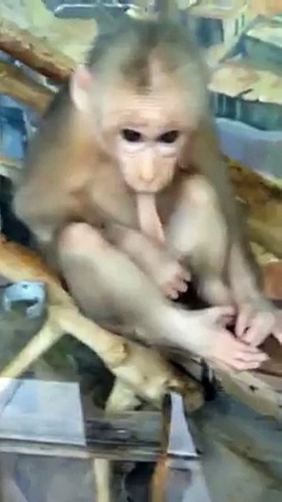 Ce que fait ce Singe est vraiment Bluffant