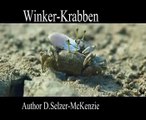 Krabben Winkerkrabben Tiere Animals SelMckenzie Selzer-McKenzie
