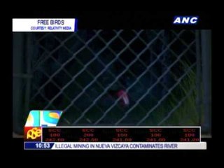 Watch 'Free Birds' trailer