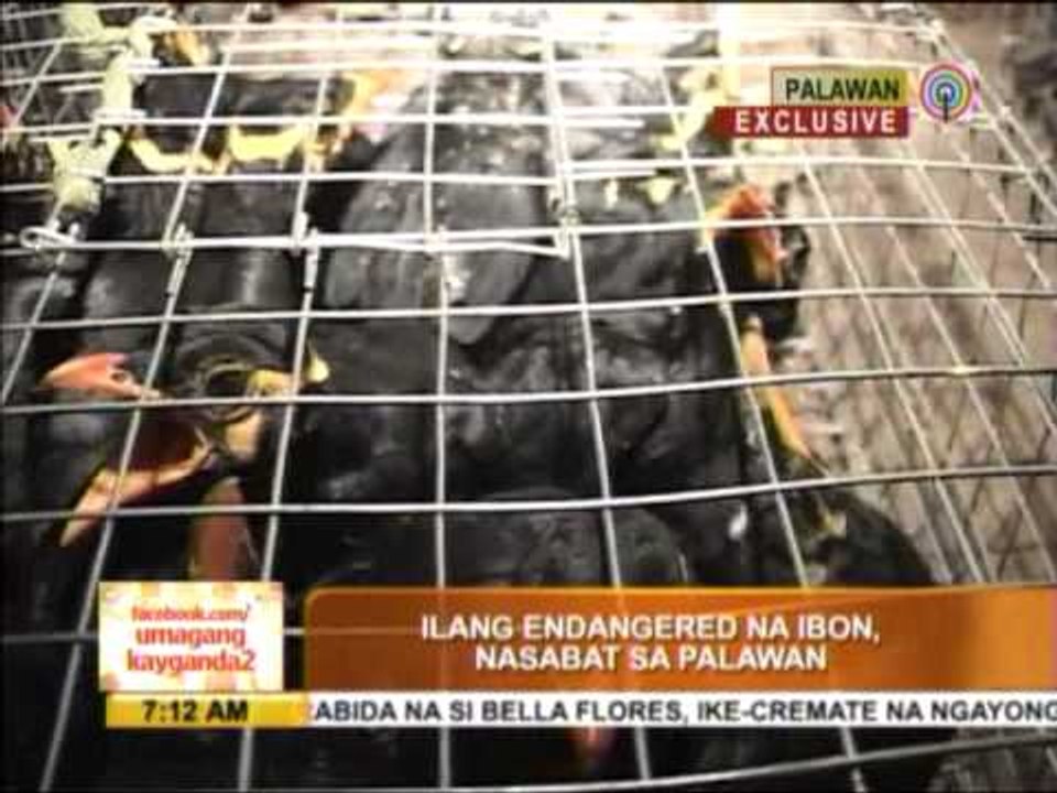 23 cages filled with parrots, mynas seized in Palawan
