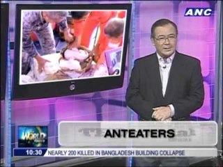 Teditorial: Anteaters