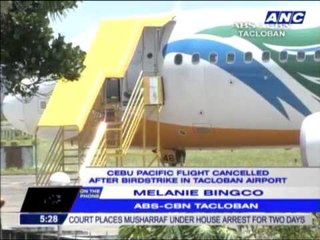 CebuPac flight cancelled after bird strike