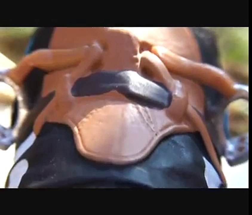 Schleich horse models - Some of my Schleich horses