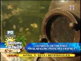 New summer attraction in Manila: Las Farolas 'The Fish World'