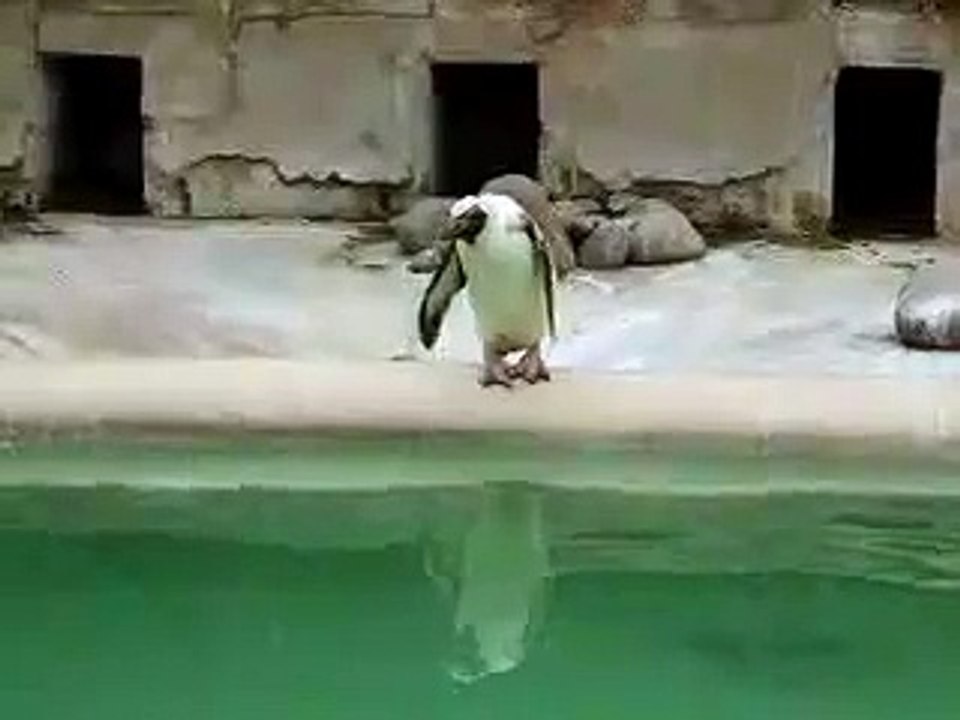 Indecisive Penguin