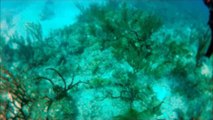 GoPro: HD Hero 2: scuba diving miniwreck