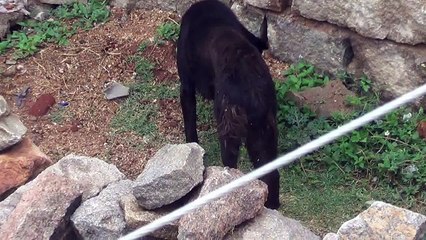 Dog Pissing funny video