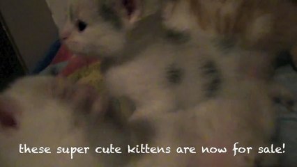 Super cute Kittens for sale (uber cute kitten video)