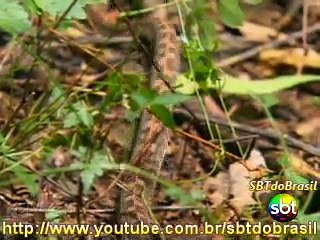 2/4 - Aventura Selvagem - 01/10/10