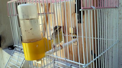 hybride male serin du mozambique x  femelle atrogularis (chanteur d'afrique a croupion jaune)