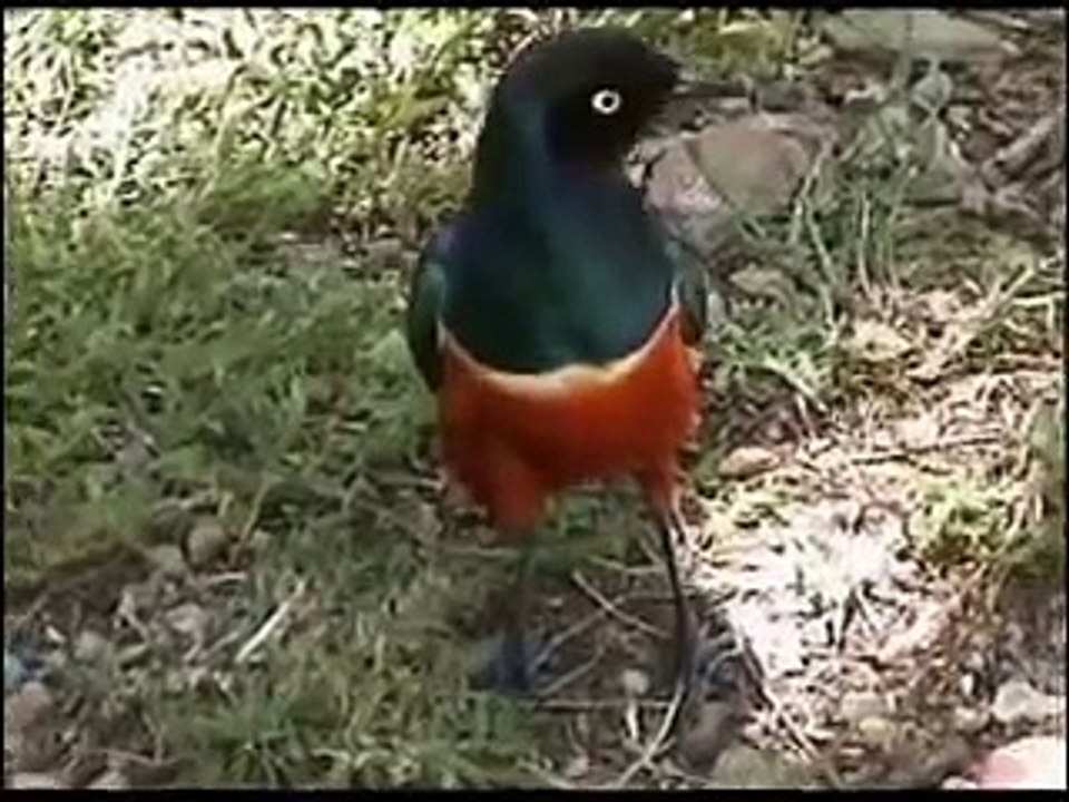 TANZANIA SAFARIS NGORO NGORO SERENGETI MANYARA TARANGIRE 7