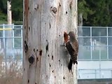 Woodpecker pecking a pole