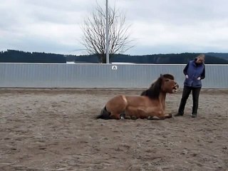 Clickertraining mit Hylling 48
