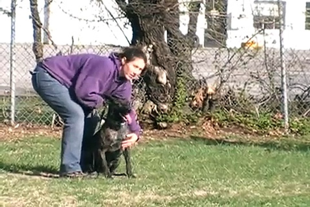 DUTCH SHEPHERD- BITE WORK TRAINING.