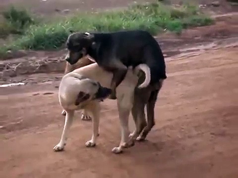Собаки спариваются... и застяют