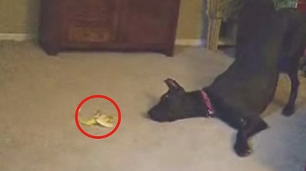 Dogue Allemand vs Banane