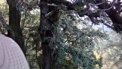 Chasse au sanglier en Corse - A Bucugnanesa - 4ème de la saison !