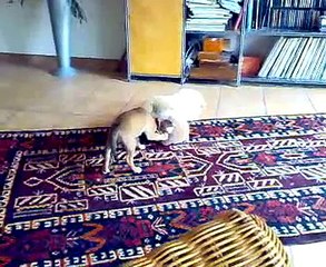 Puggle-Welpe vs.Tiger / Puggle Puppy vs. Tiger