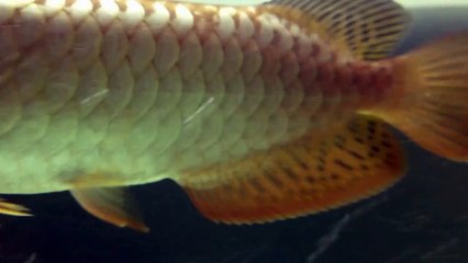 Long Yu Arowana 24K Golden & Blue Base Golden Crossback 01