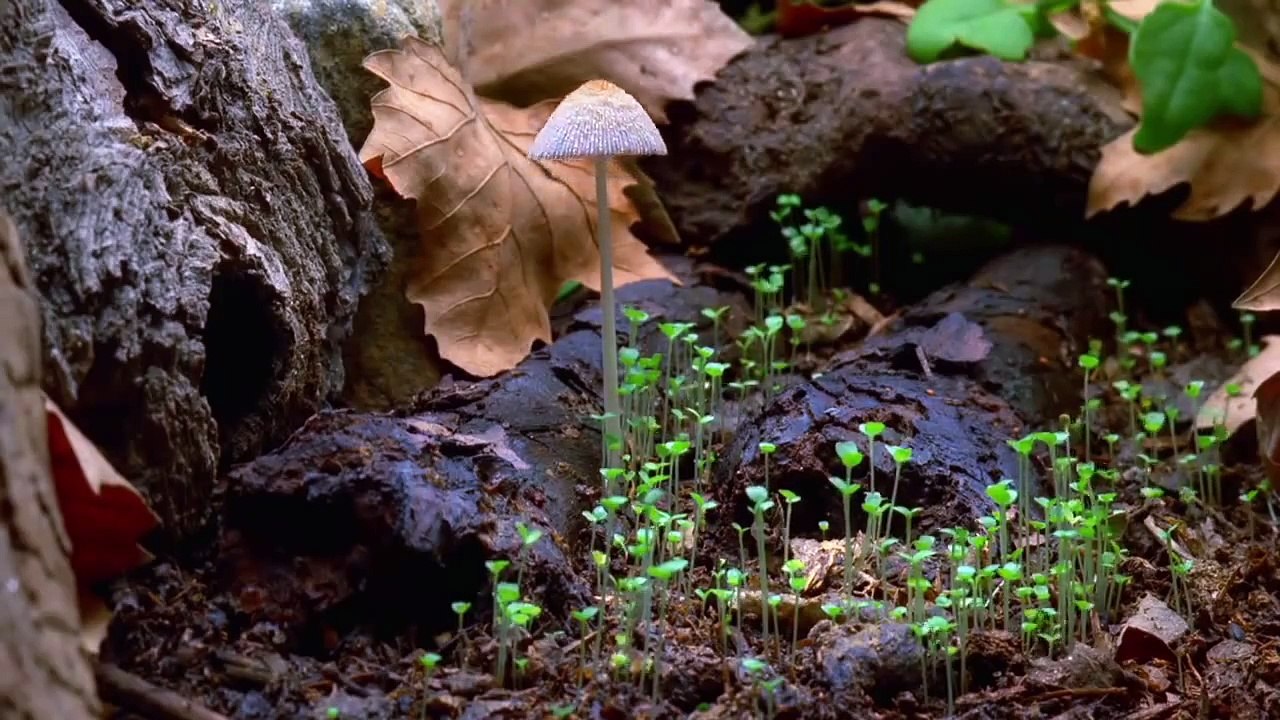 Remarkable video here that helps us understand the language of nature.