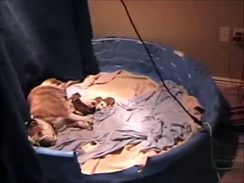 2 day old English Bulldog Puppies for sale