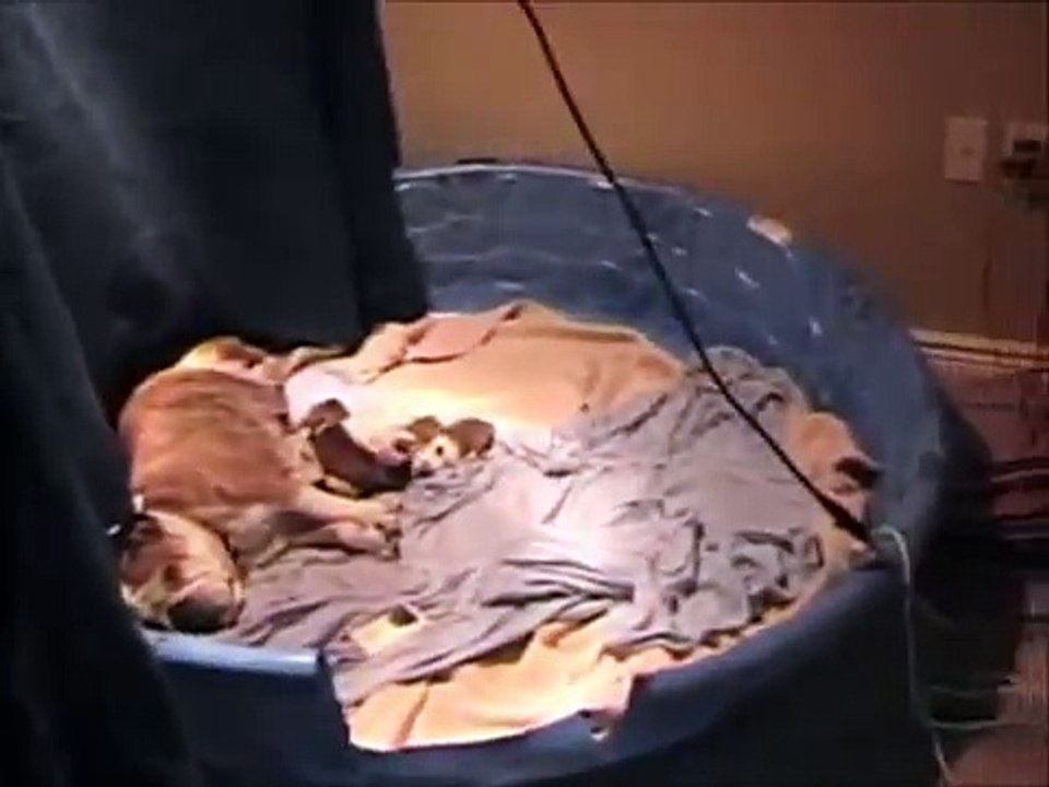 2 day old English Bulldog Puppies for sale