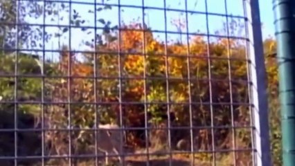 Verschil tussen wolf en hond 8/8