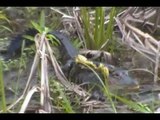 Birds and Gators at the Orlando Wetlands Park