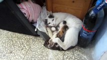 Kitty e i suoi gattini appena nati