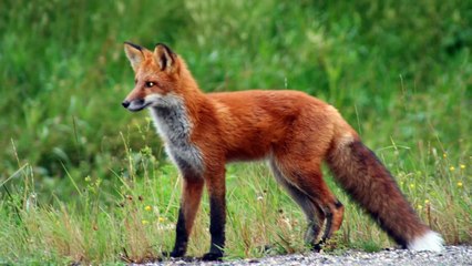 Fox Sounds and Pictures