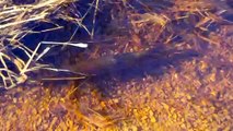 Northern Pike Spawning Areas, Swimming In Ditches