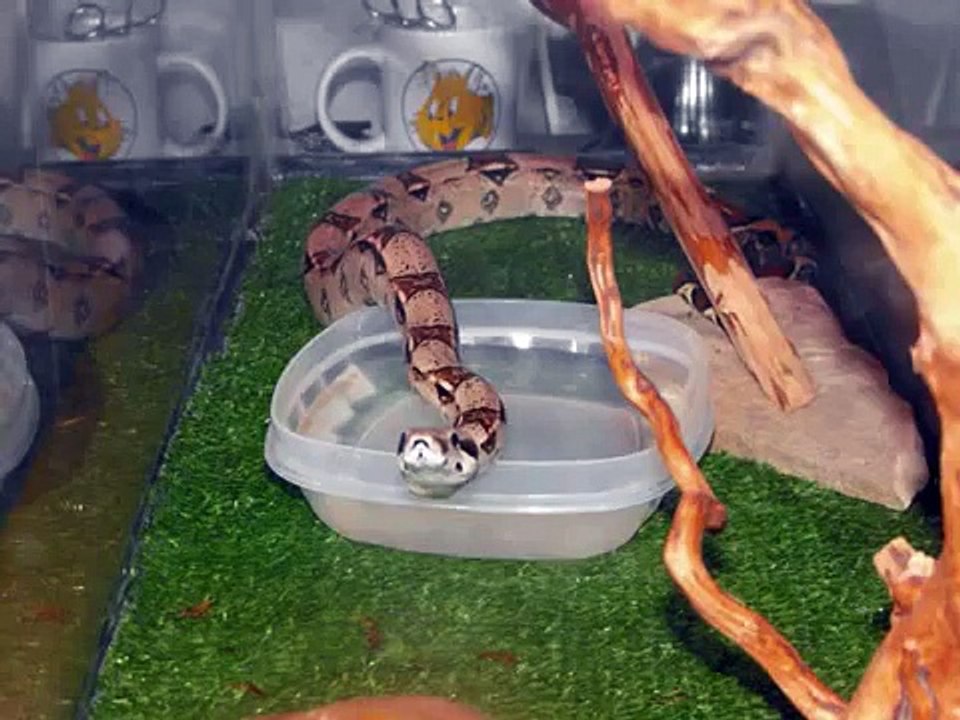 columbian red tail boa info,care,and 2 feedings