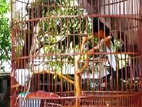 MURAI BATU Gacor JUARA! Murai Batu Medan Juara Nasional Gacor murai SUPER 2015 murai batu 100 juta