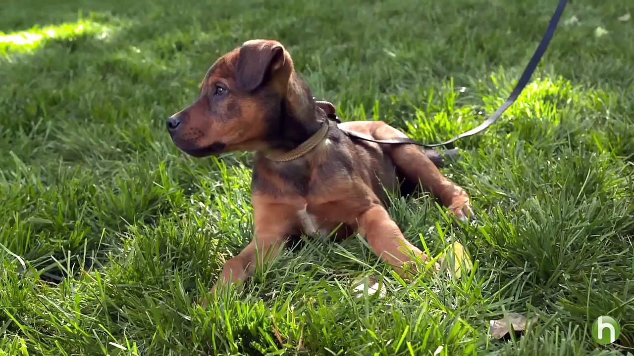 How To Take Care of a Puppy: Your Dog's First Vet Appointment
