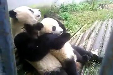 Panda mama Hua Mei and her son enjoy family time