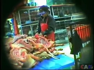 A heart wrenching video account showing the cruelty to the dogs held at a South Korean meat market.