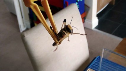 Spike the Bearded Dragon in HD !