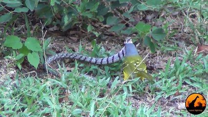 Bird vs Snake - Latest Sightings