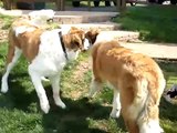 St Bernard Tackle